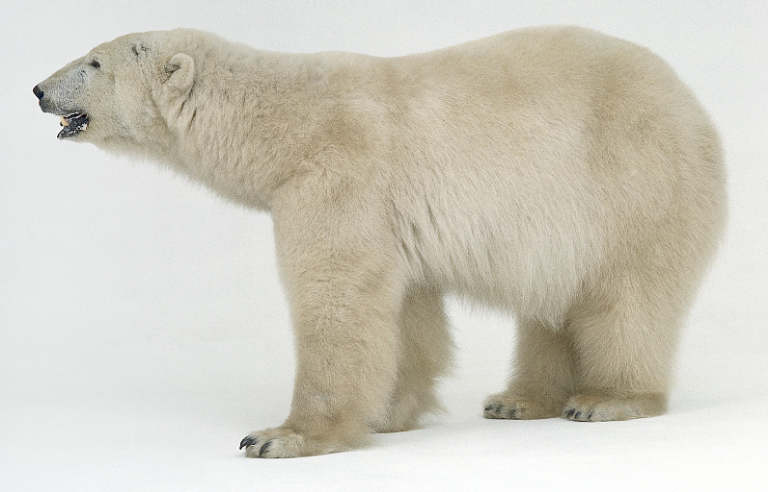 polar bear fight, bear attacks