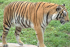 Tiger fight, tiger vs