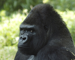 gorilla attack. gorilla fight, silverback