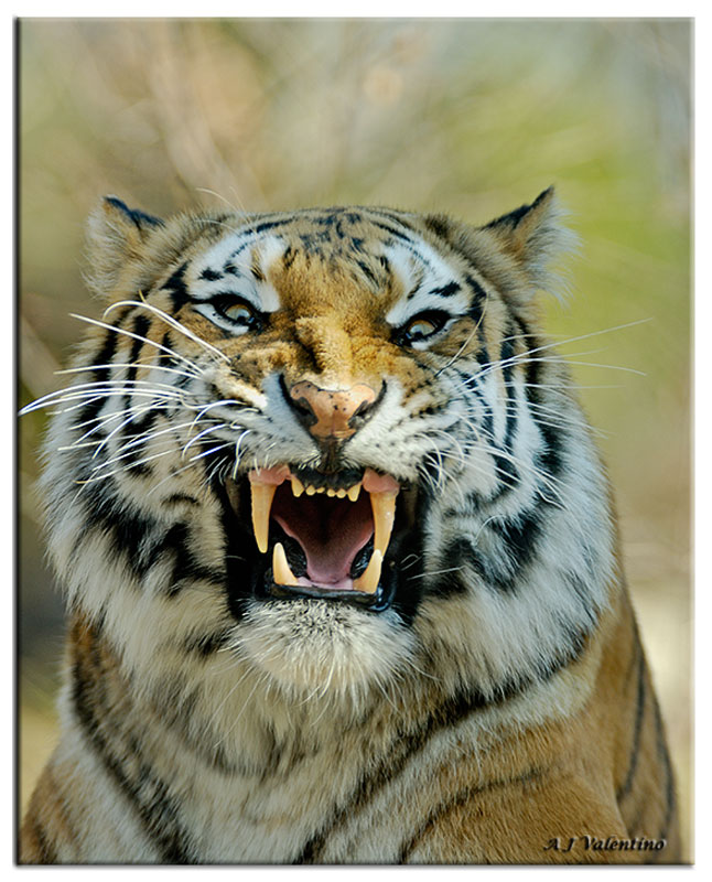 tiger vs, tiger fight, tiger attack