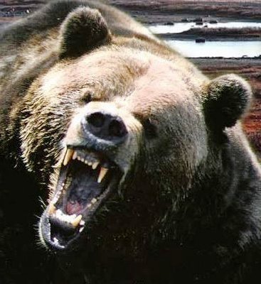 Bear vs Tiger