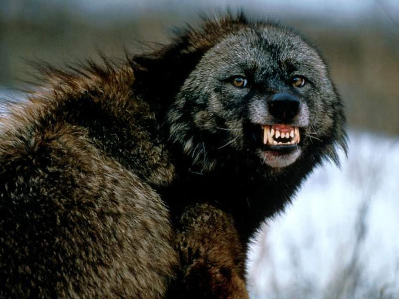 Wolverine fight, wolverine attack