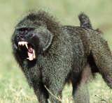 baboon fight, baboon attack