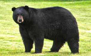 black bear fight, bear attack, bear fight