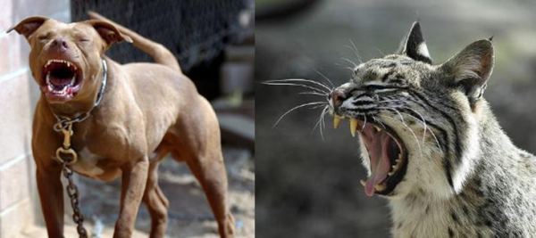 Pit Bull vs Bobcat