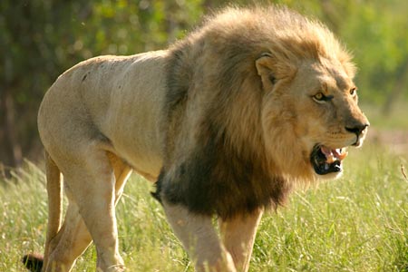 Lion fight, lion vs, lion attack