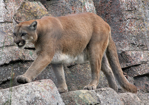 mountain lion attacks, cougar