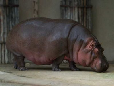 hippo, hippopotamus