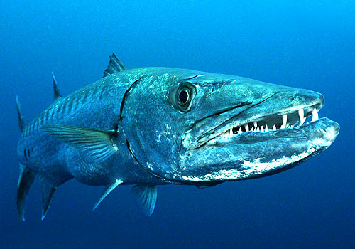 Great Barracuda vs