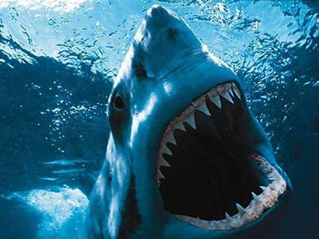 shark attack, shark vs, shark fight