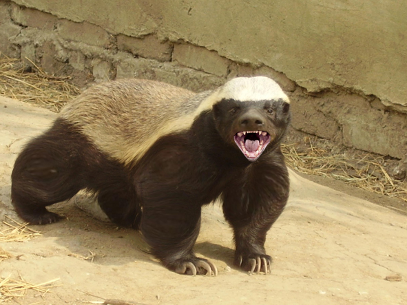 Honey Badger fight, Ratel attack