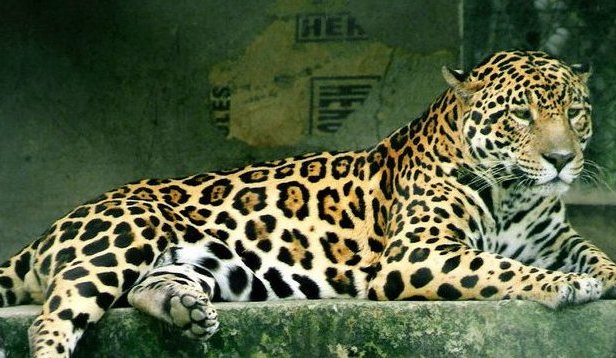 jaguar attack, jaguar fight