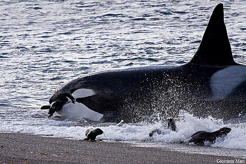 orca fight, killer whale, orca attack