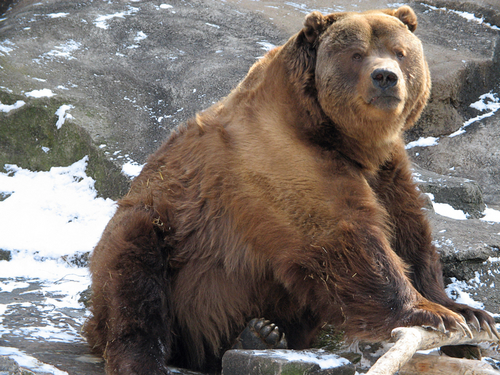 Kodiak bear fight, bear attacks