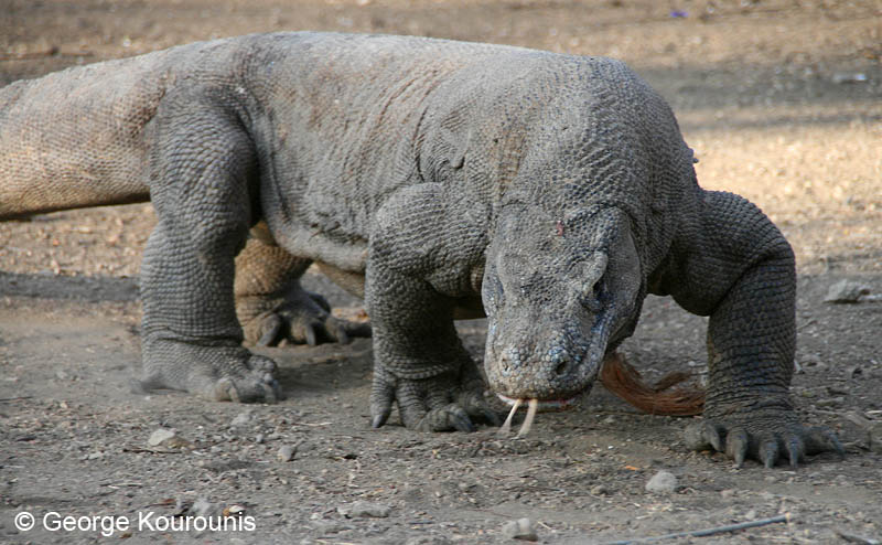 Komodo Dragon fight