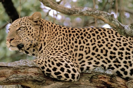 Leopard fight, Leopard attack