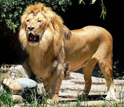 lion fight, lion vs