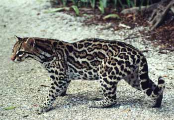Ocelot fight, big ocelot
