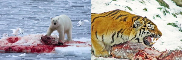 polar bear siberian tiger
