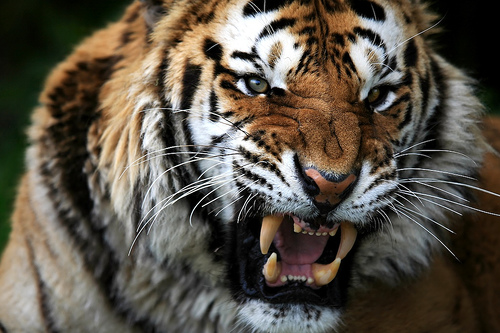 tiger vs bear