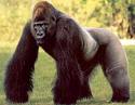 gorilla attacks, gorilla fight