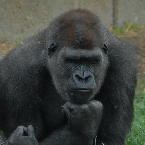 Gorilla attacks, bear fight, tiger vs