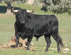 bull fight, bull vs, bull vs bear