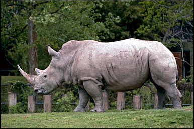 white rhino