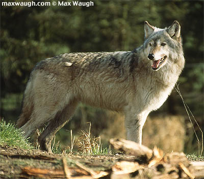 gray wolf, wolf attacks