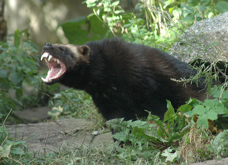 Wolverine teeth and growl